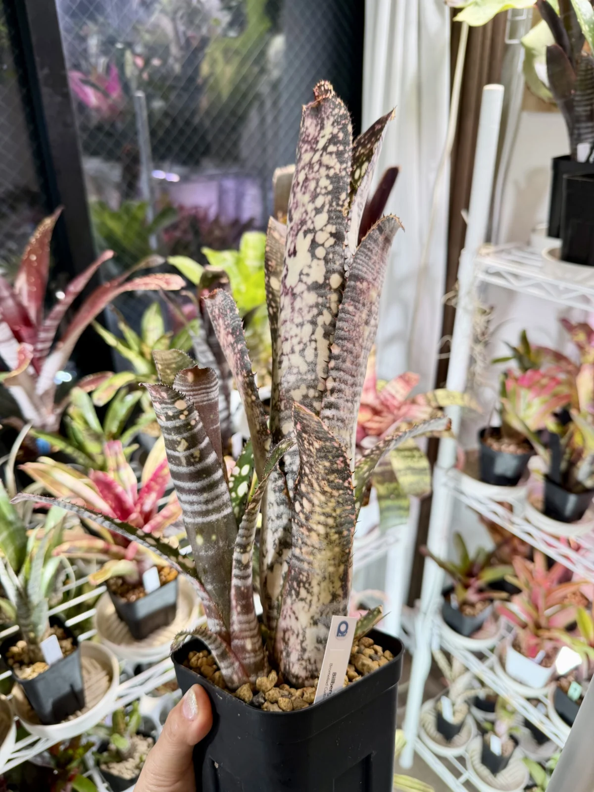 ビルベルギア　ノベナ