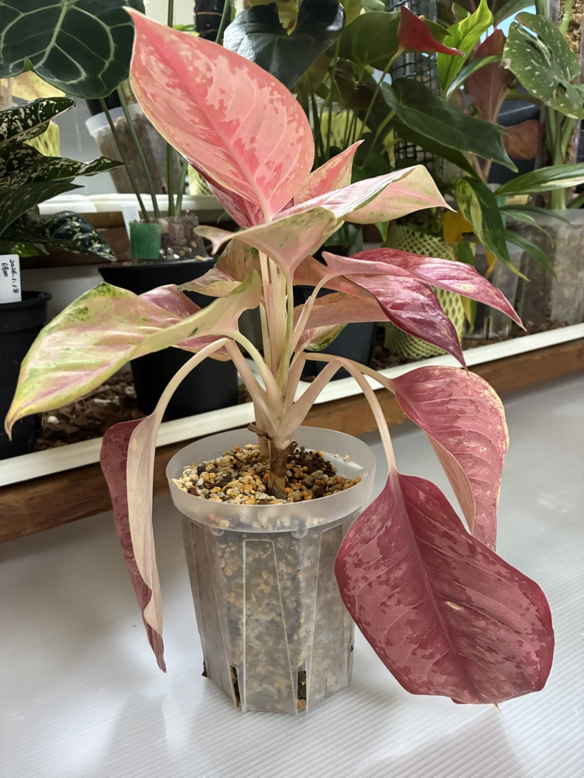 アグラオネマ SP