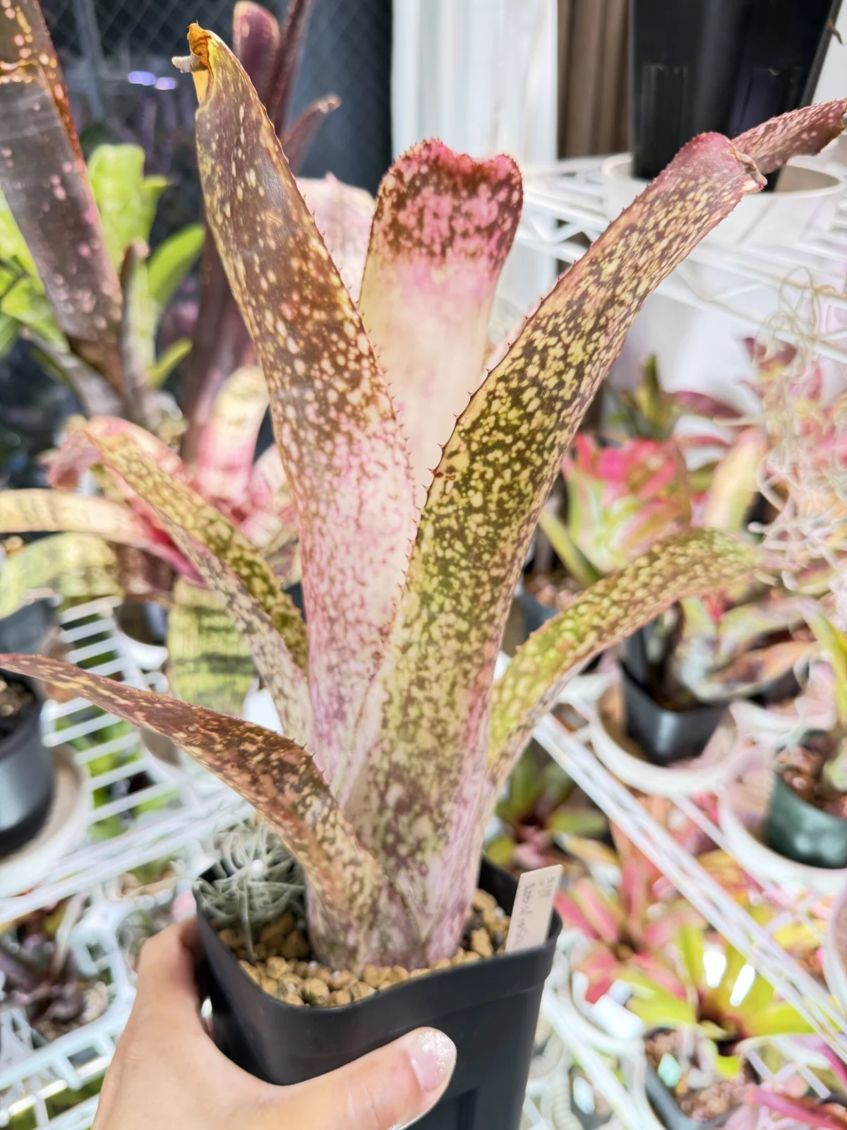 ビルベルギア　アッパルーサ