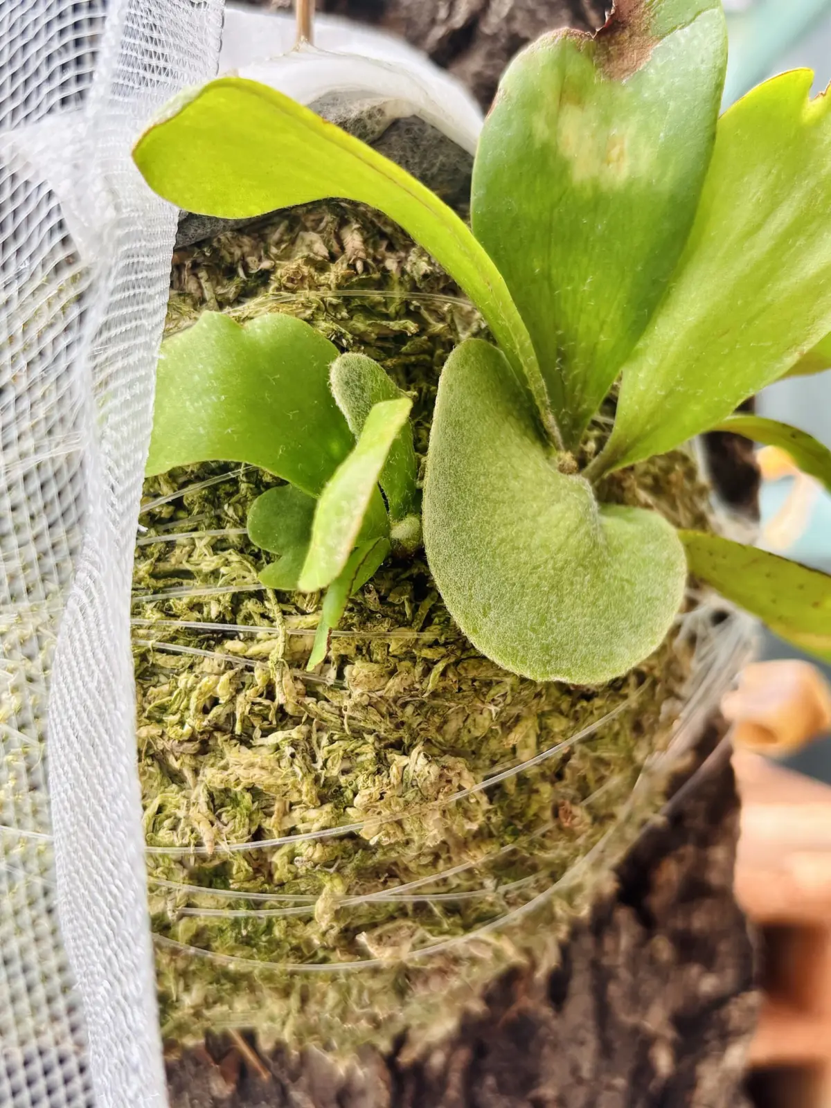 ビカクシダ　アルキコルネ　