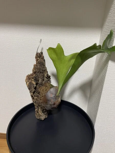 ビカクシダ　札落ち