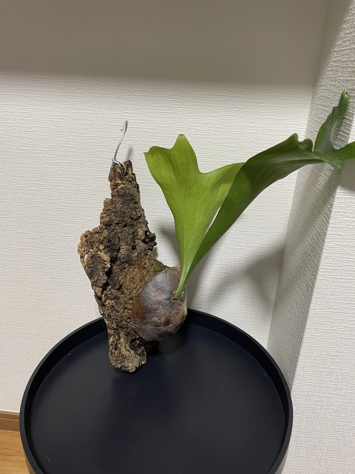 ビカクシダ – Plants Navi