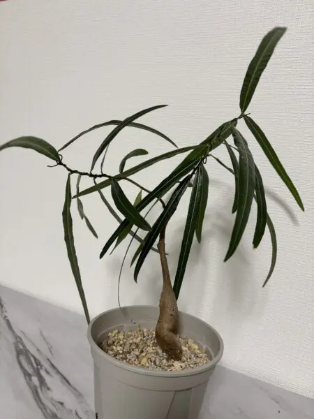 ブラキキトン　ルペストリス(ボトルツリー)