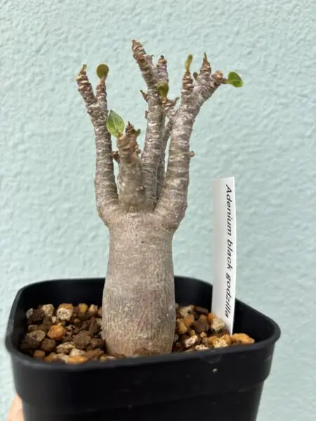 アデニウム　ブラックゴジラ【塊根植物】