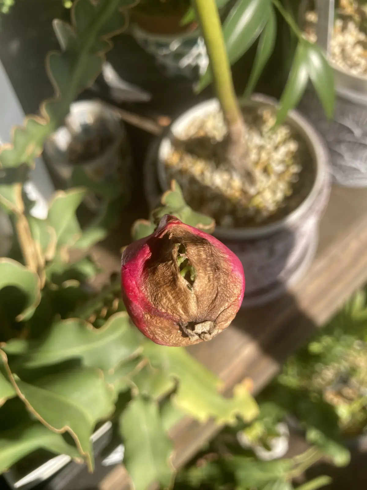 エピフィルム　グアテマレンシス