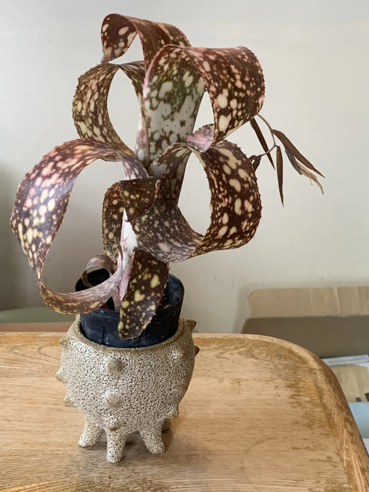 ビルベルギア　パニオロ　