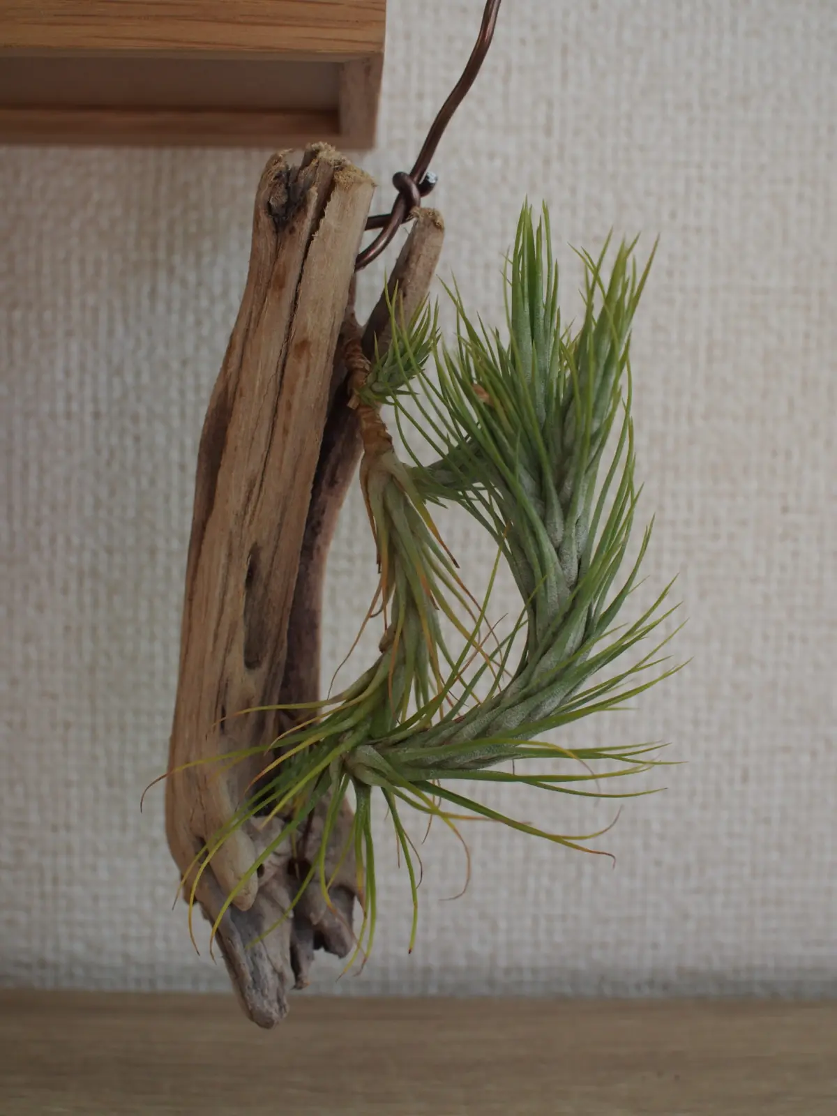 ティランジア　フンキアナ　フロムハワイ