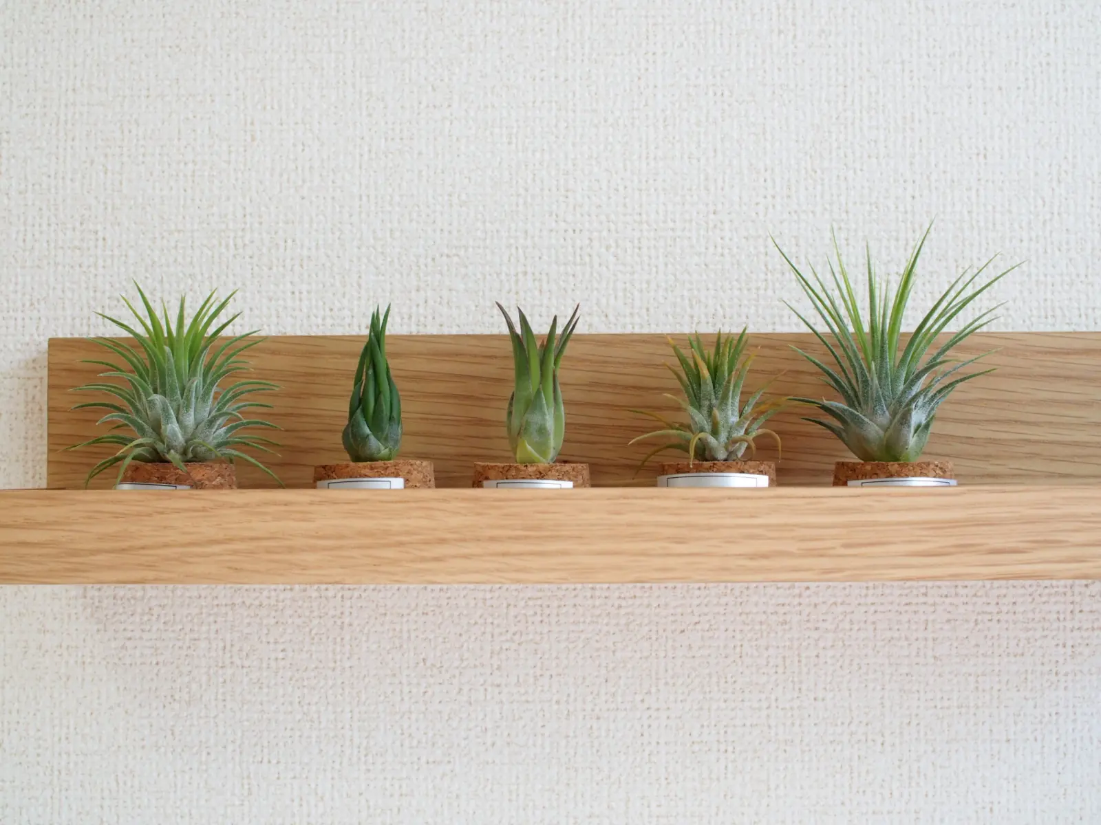 ティランジア　イオナンタ