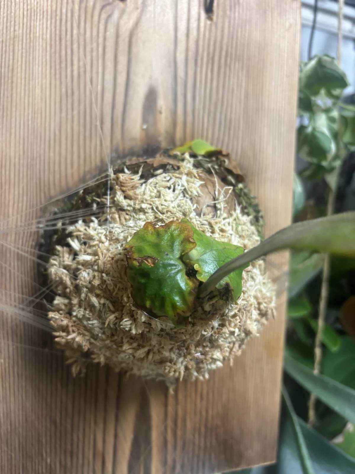 マダカスカリエンセ