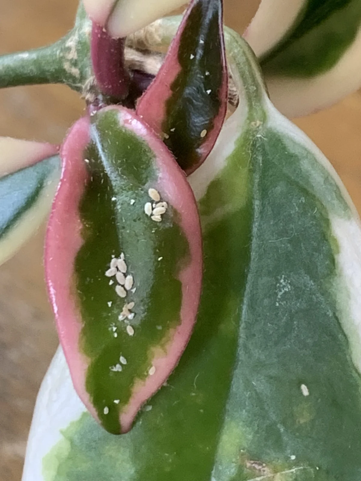 ホヤ　カルノーサ　カイガラムシ　