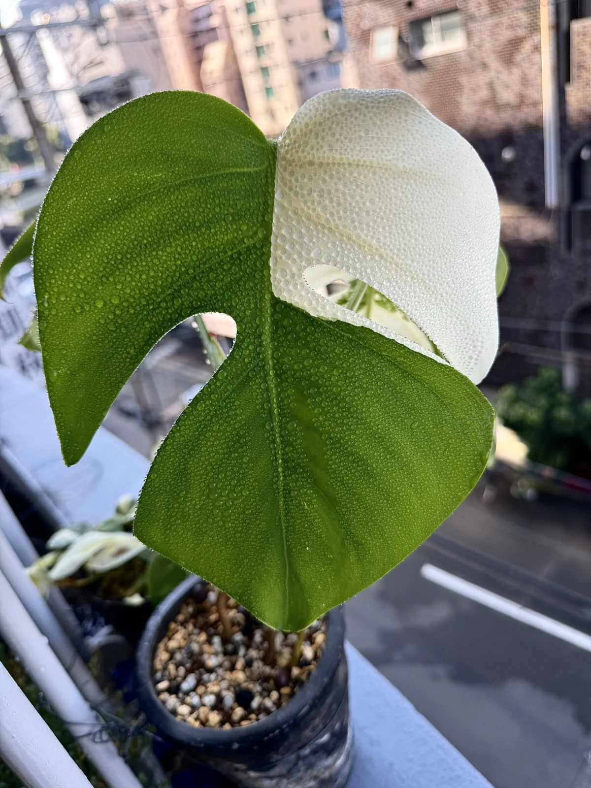 モンステラ 斑入り