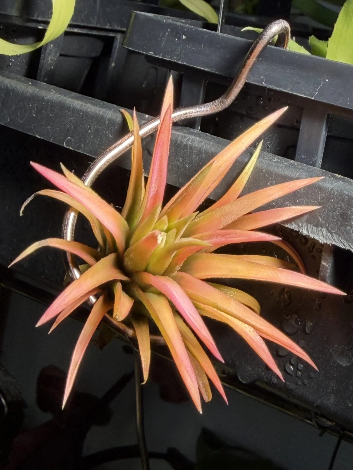 イオナンタ　オールウェイズピンク