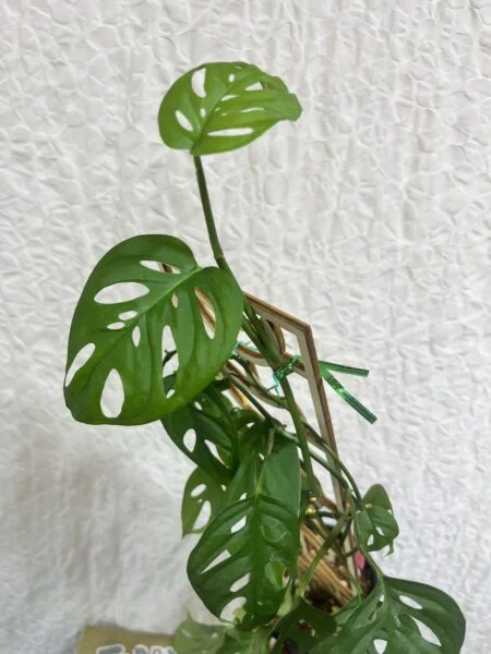 モンステラ　アクミナータ