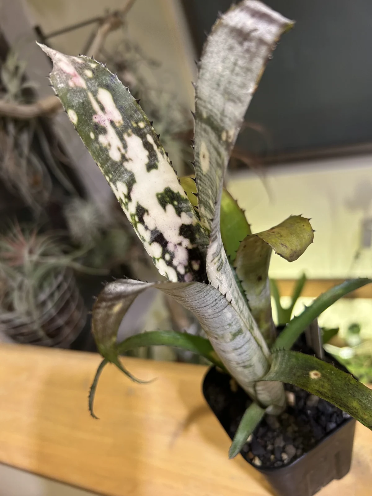 #ビルベルギア　パイプライン