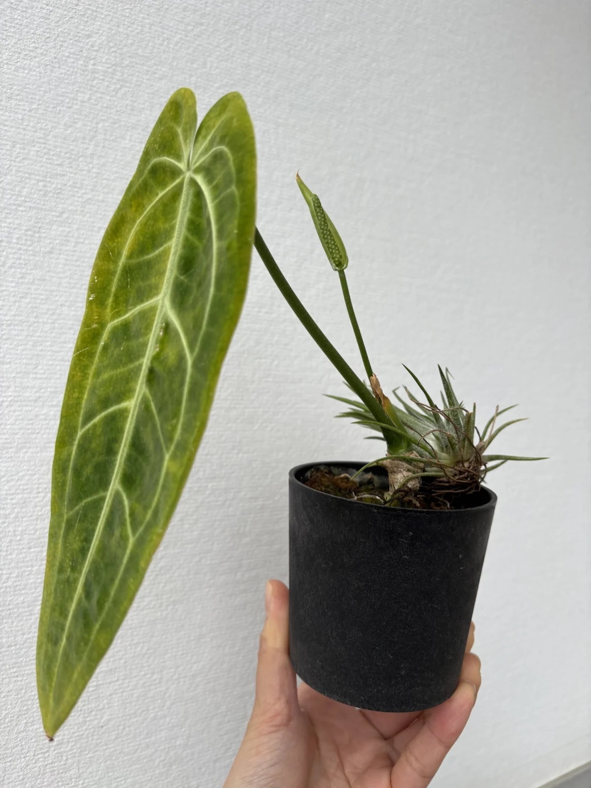 アンスリウム　ワロクアナム