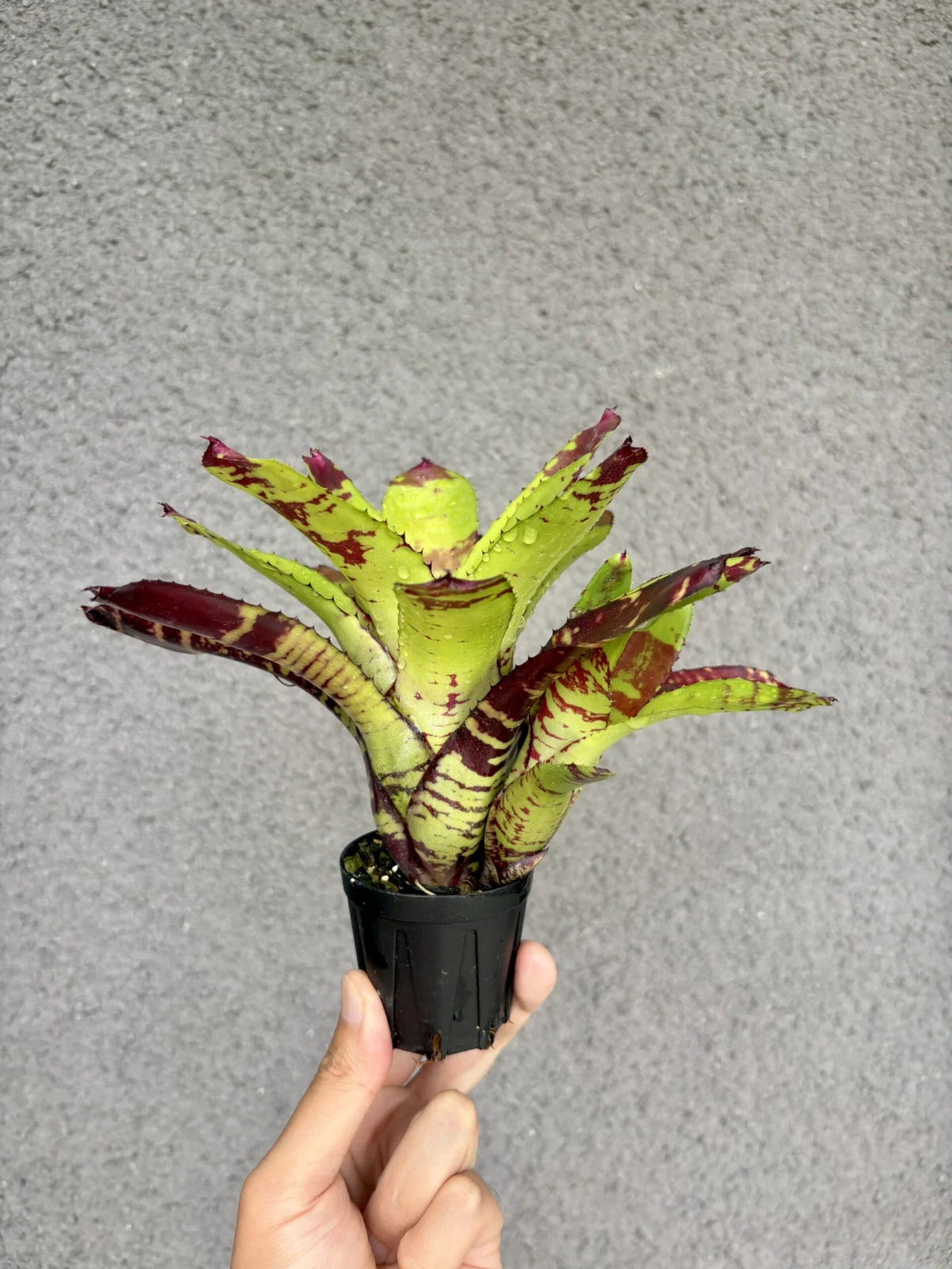 ネオレゲリア　バカルーバンザイ