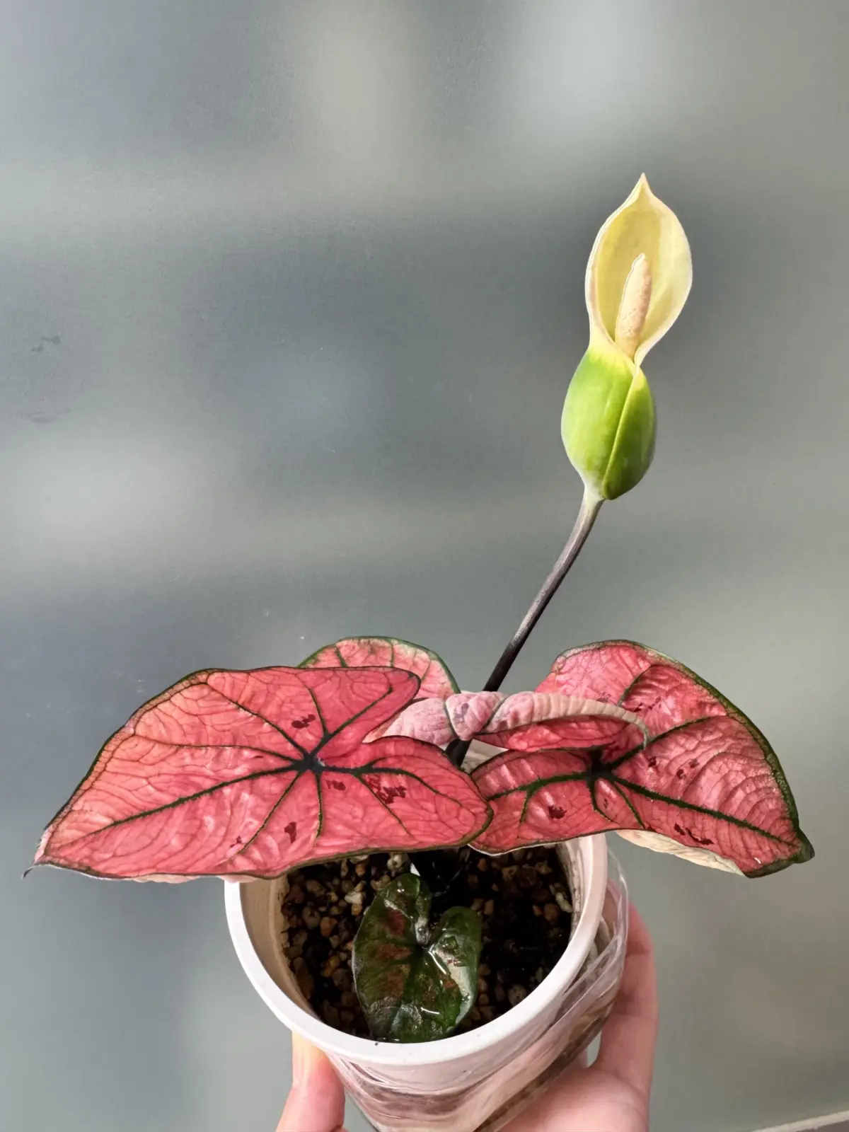 カラジウム　ザスカーレットガール　花