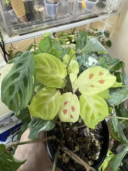 マランタ ケルコビアナ 斑入り