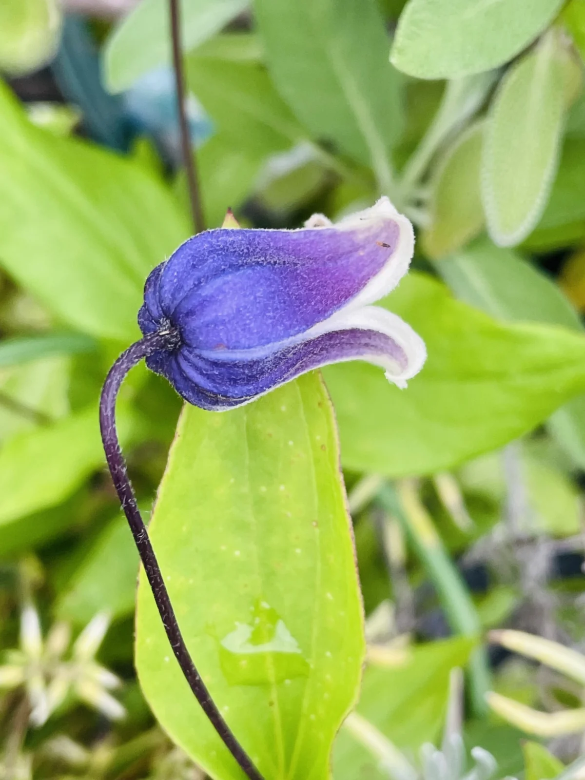 クレマチス 害虫