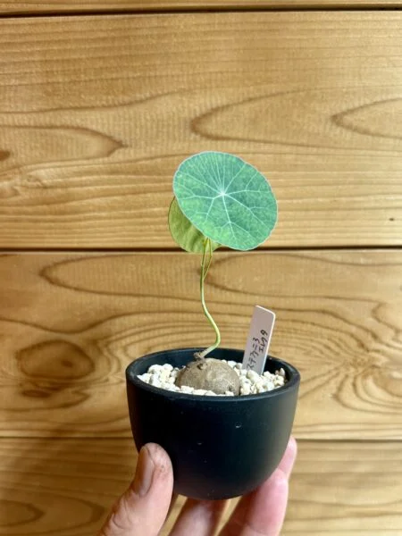 ステファニア エレクタ