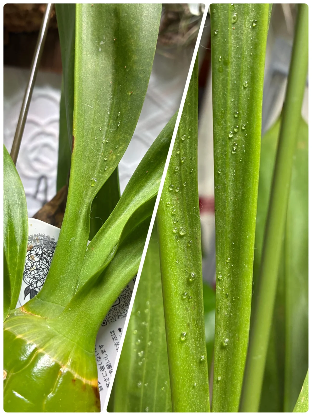 グラマトフィラム