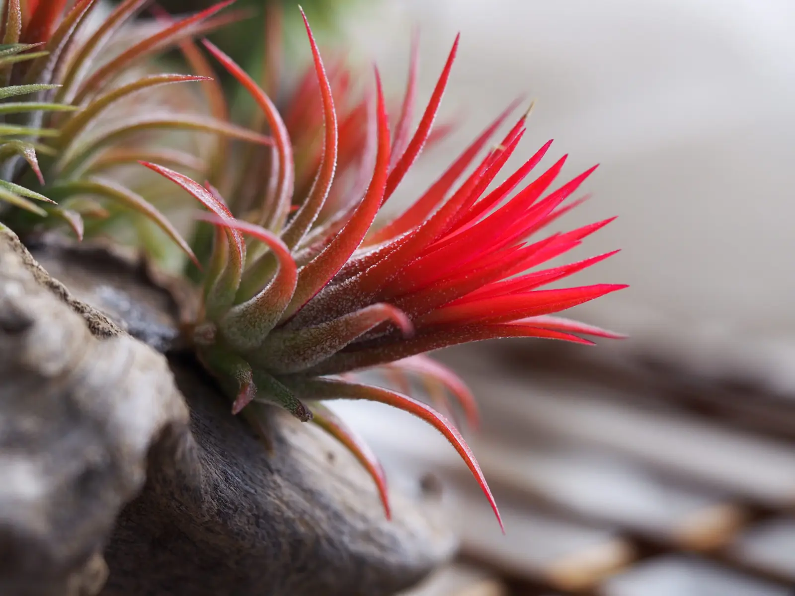 ティランジア　イオナンタ　フエゴ