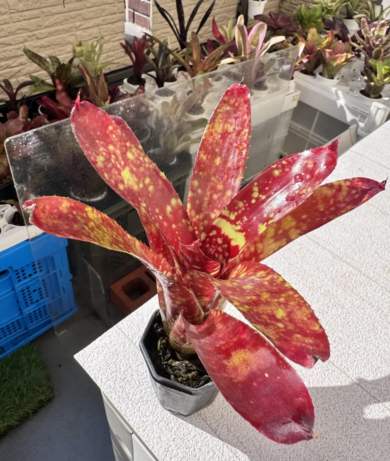 ネオレゲリア　フルサークル