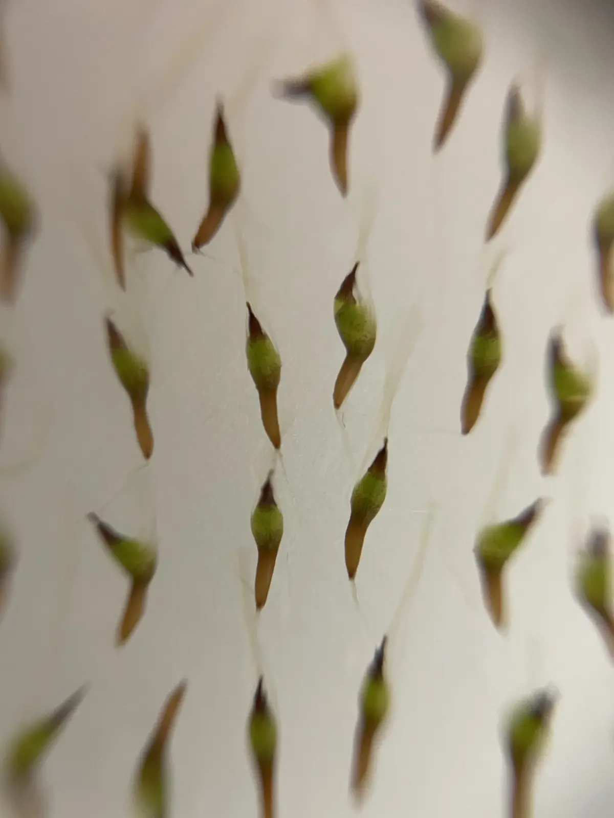 ティランジア　播種②　（おそらくシーディアナ）