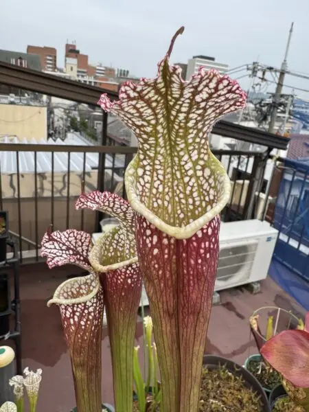 サラセニア ‘カグヤ’ (食虫植物)