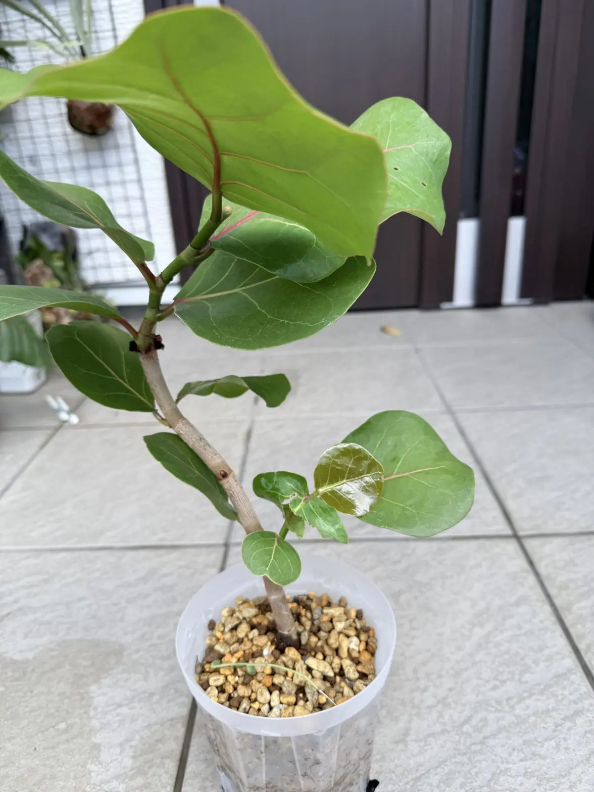 シーグレープ　下の新葉