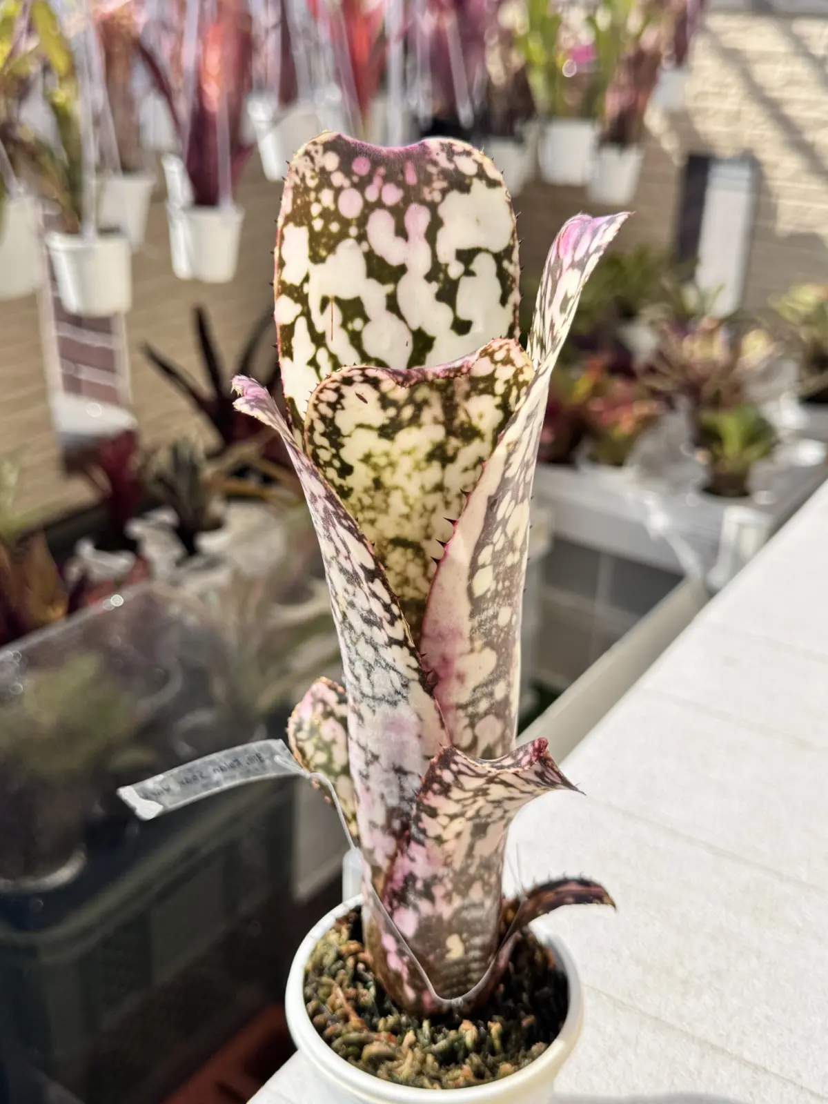 ビルベルギア　コーランスターウォーズ