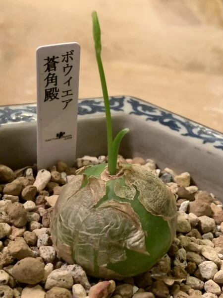 ボウィエア 蒼角殿 ソウカクデン