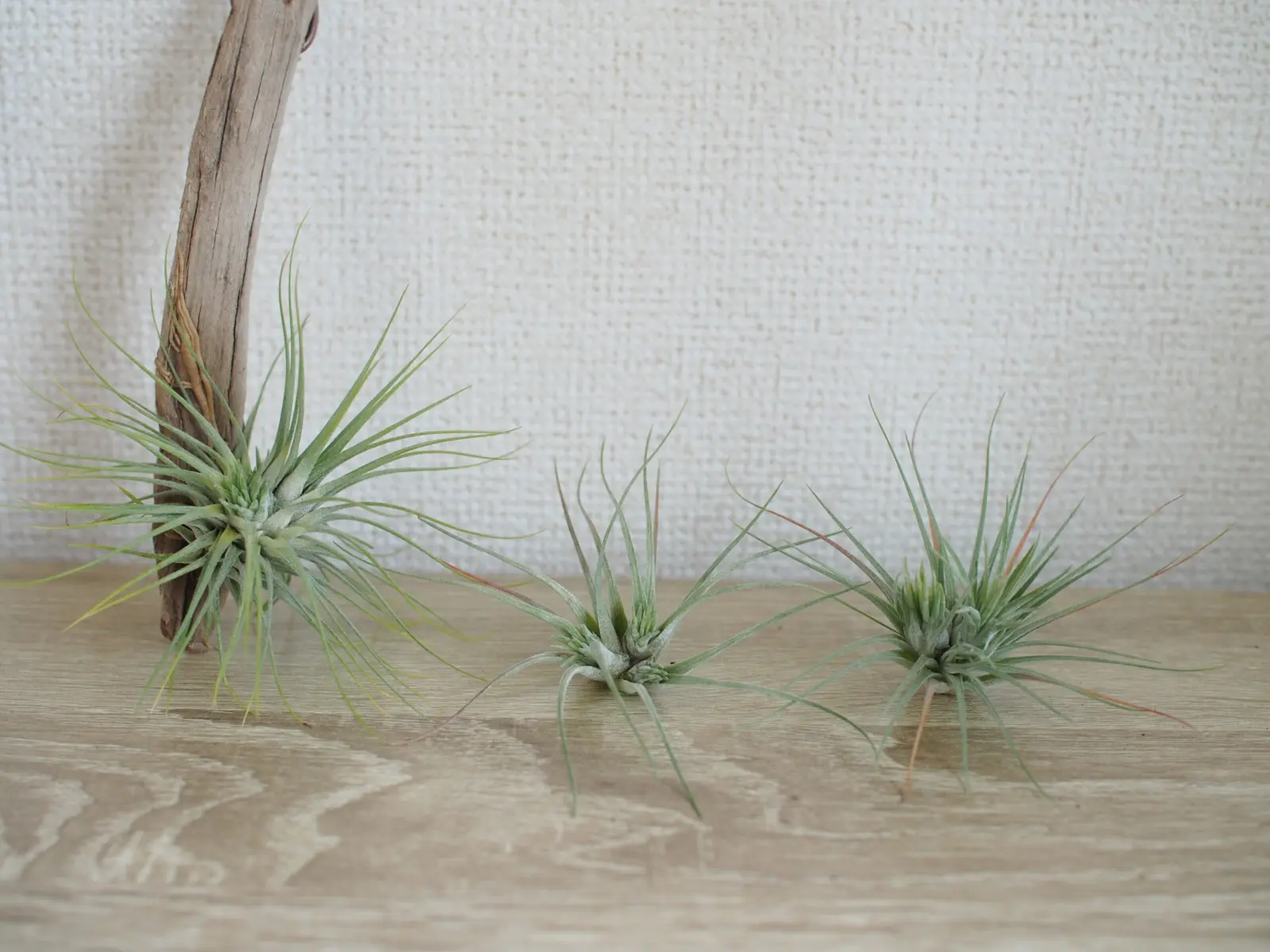 ティランジア　アルゲンティア×イオナンタ　胴切り　輪切り