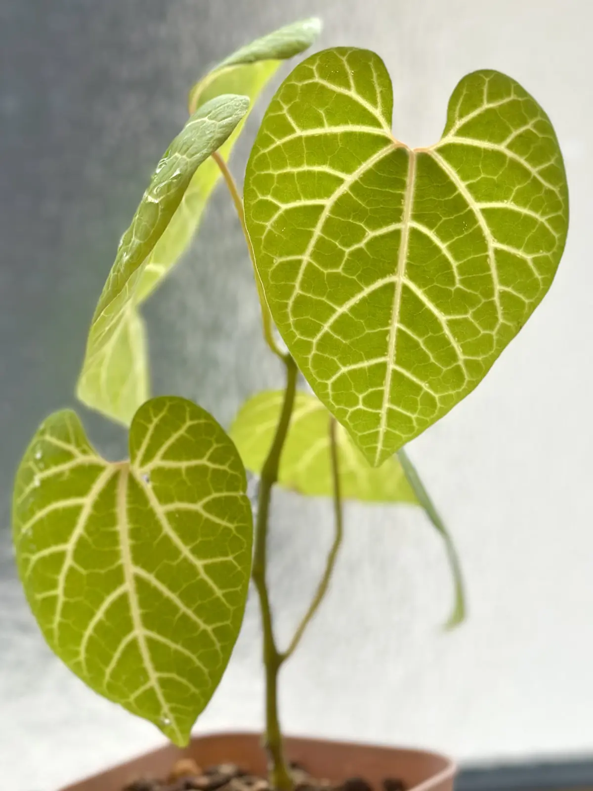 アリストロキア　アリストロキアレウコネラ