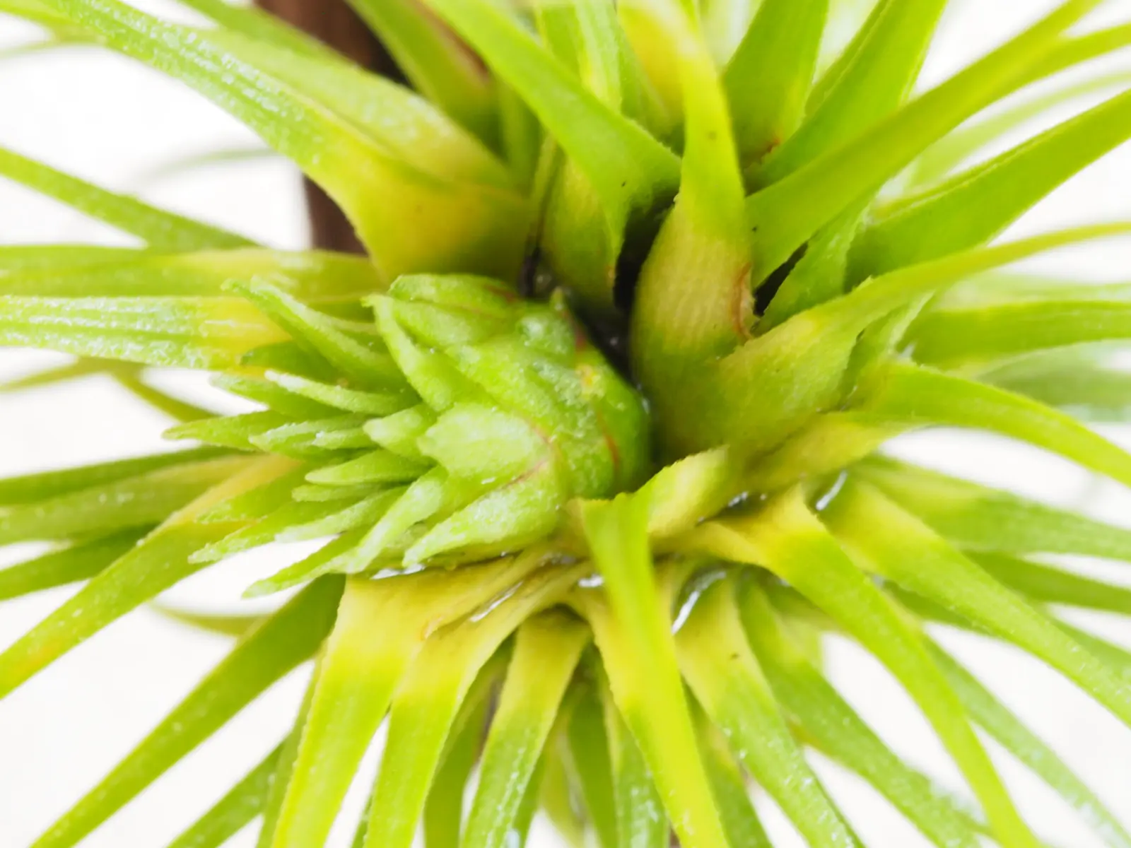 ティランジア　アルゲンティア×イオナンタ