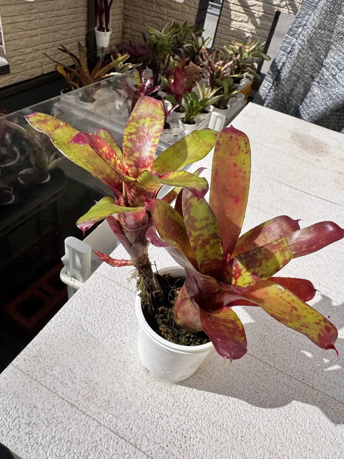 ネオレゲリア　リリープー