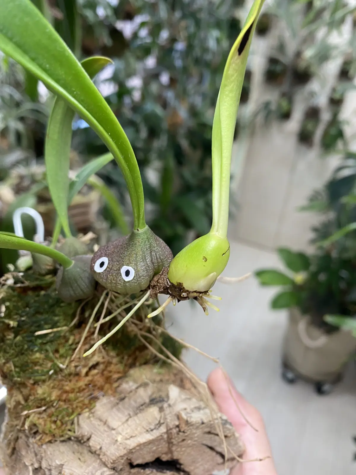 バルボフィラム　サーキアツム