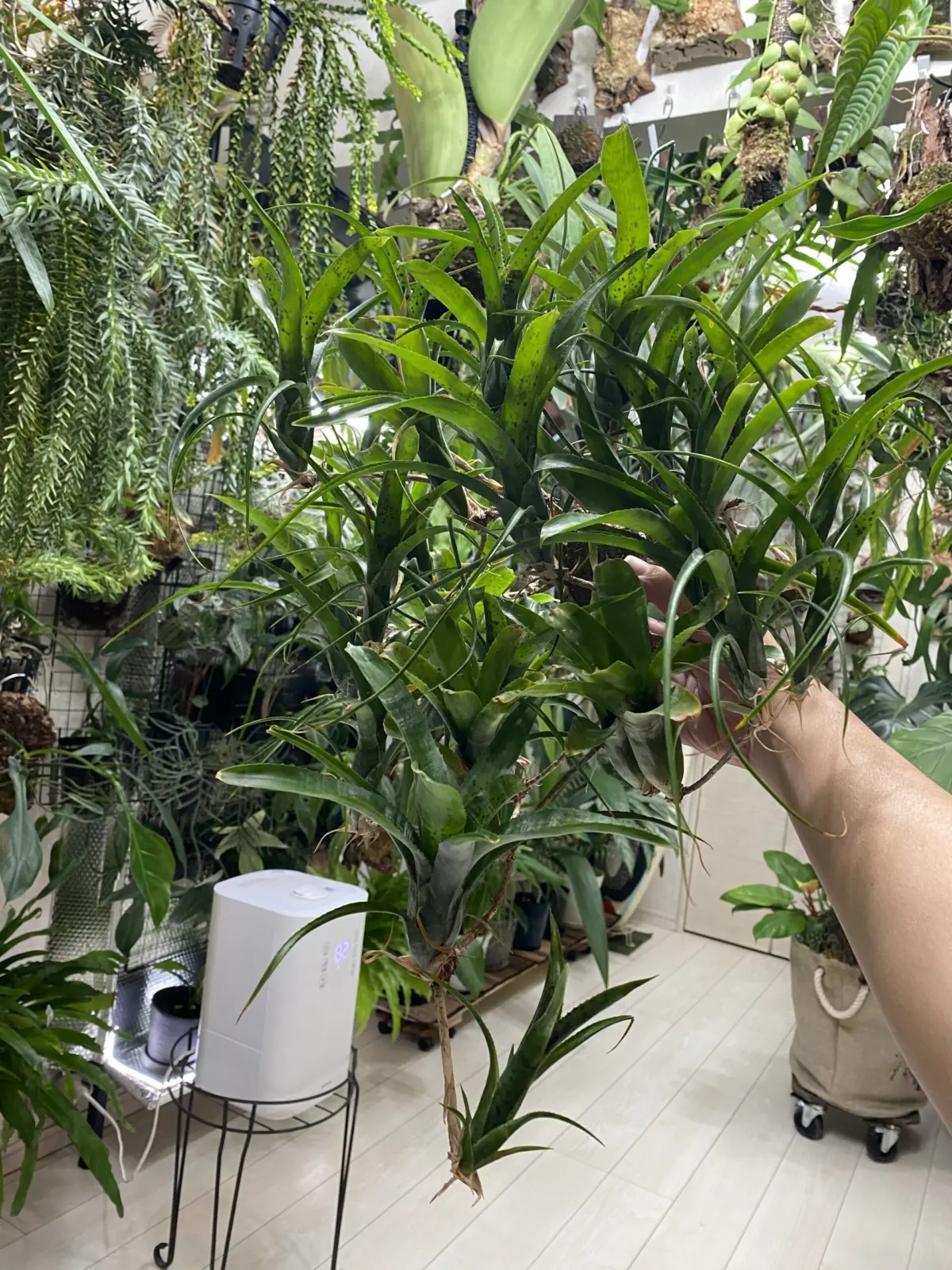 ネオレゲリア　パウシフローラ