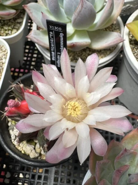 サボテン ギムノカリキウム 緋牡丹錦 色褪せ その4 花