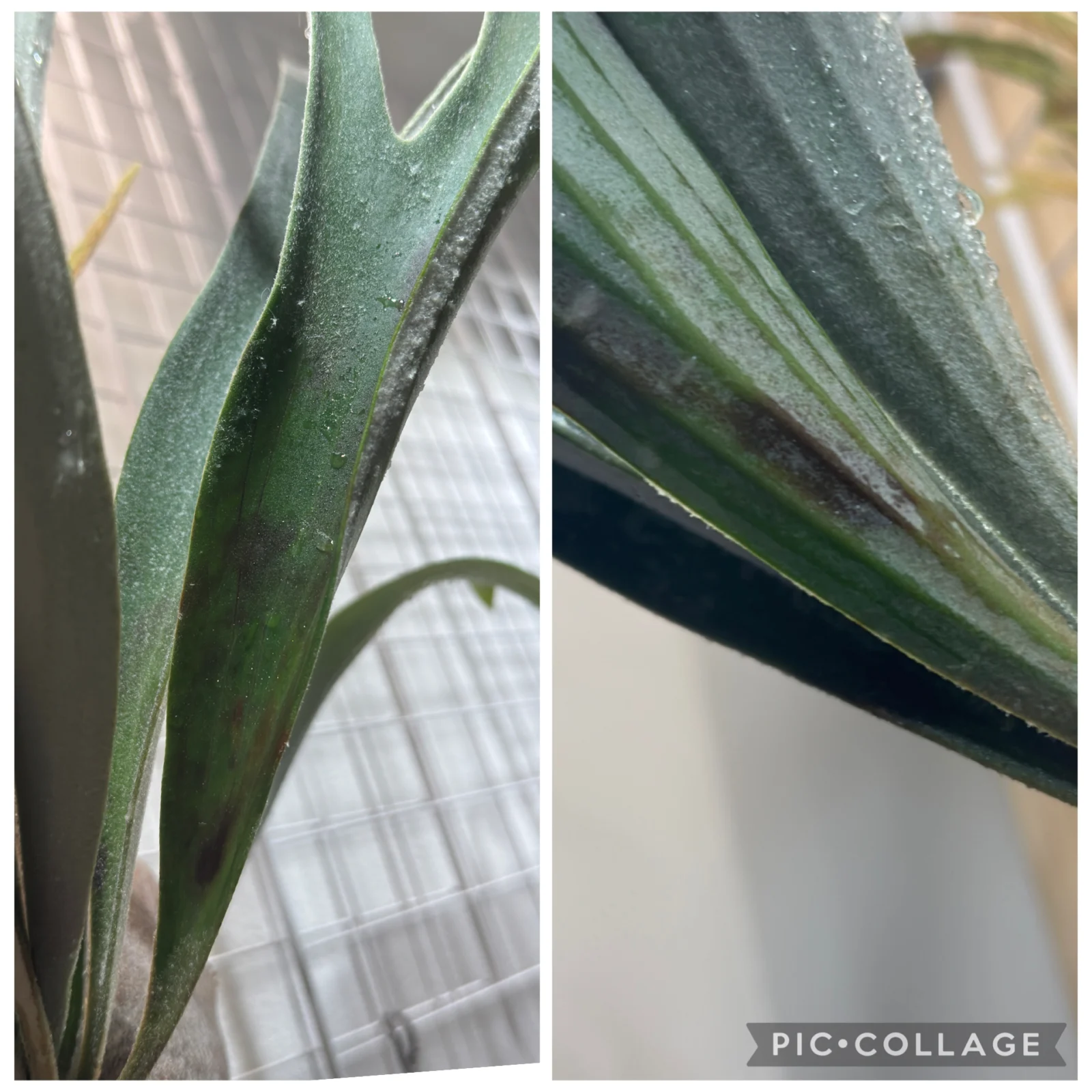 ビカクシダ ベイチー 褐斑細菌病 ?