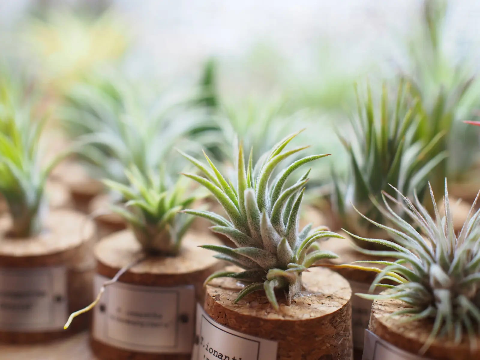 ティランジア　イオナンタ