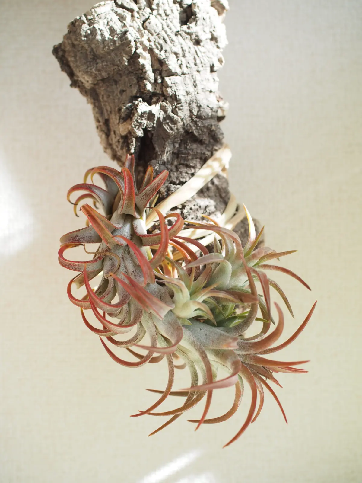 ティランジア　イオナンタ　バンハイニンギー　レッドドラゴン