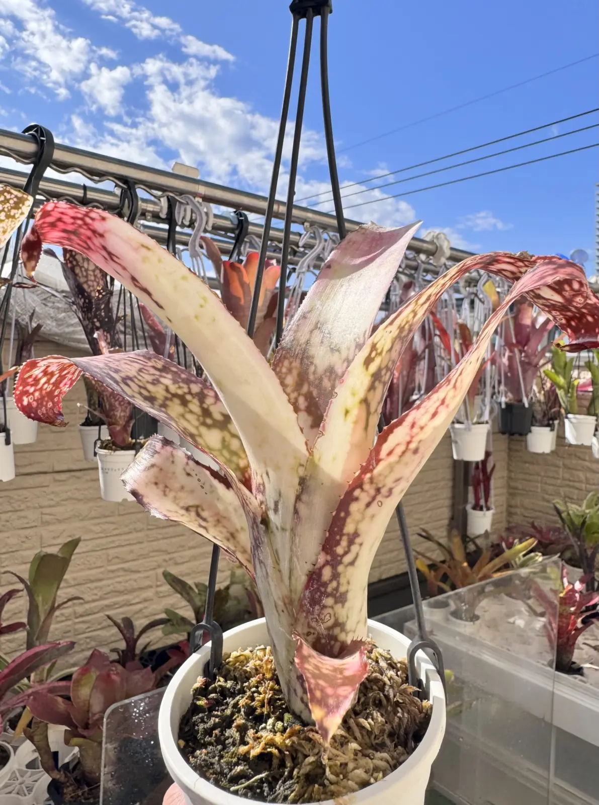 ビルベルギア　ポキートマス