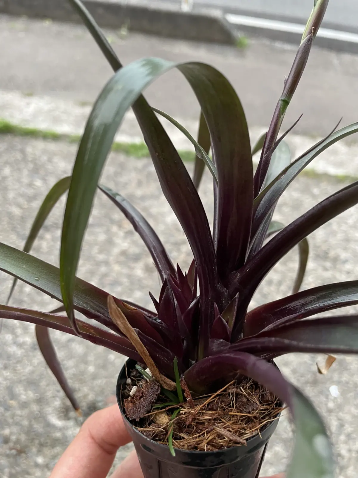 フリーセア　ブレヘリ