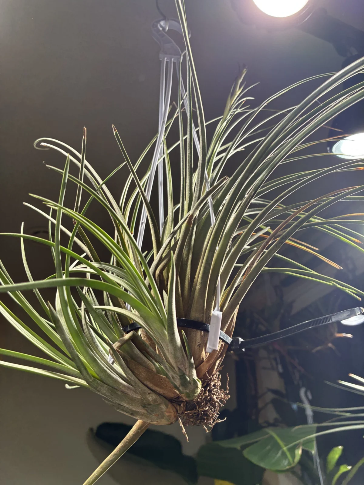 ティランジア　ハンメリー