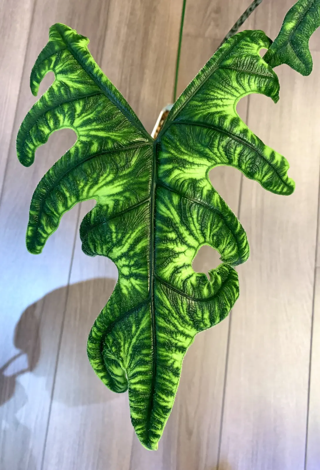 アロカシア・ジャックリン01