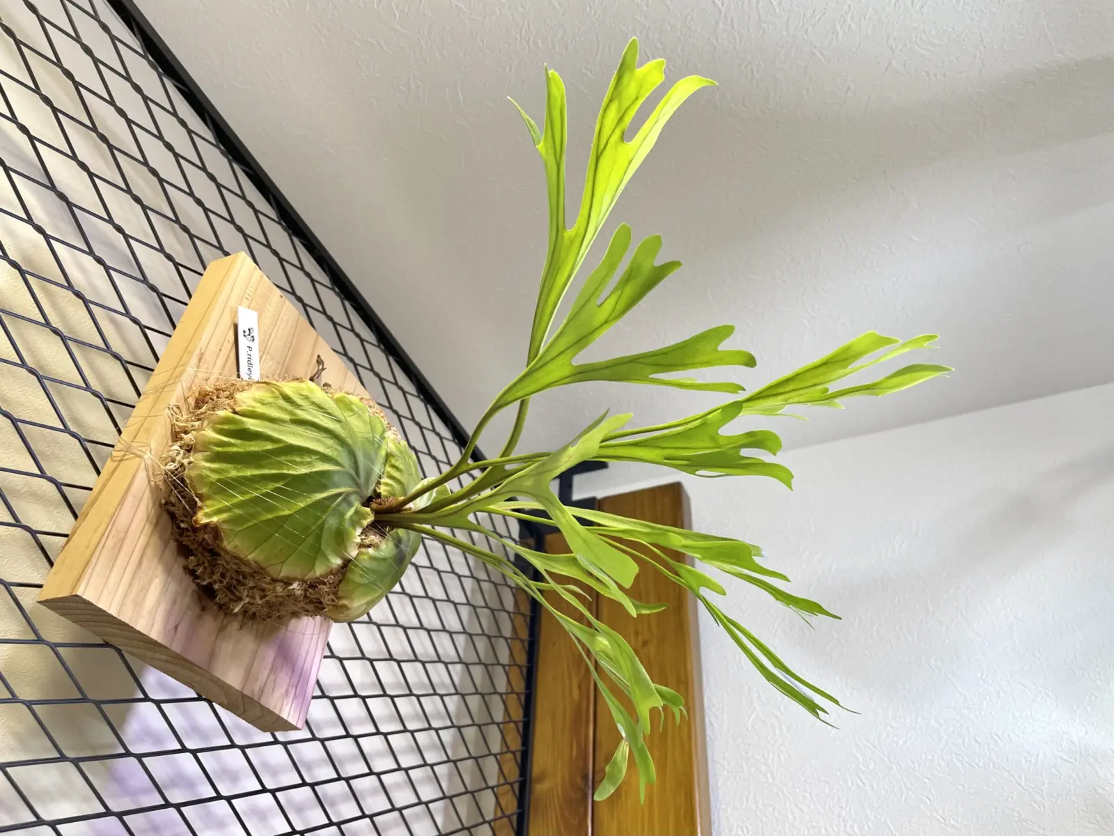 ビカクシダ　リドレイ