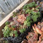 kuwamaruのアバター