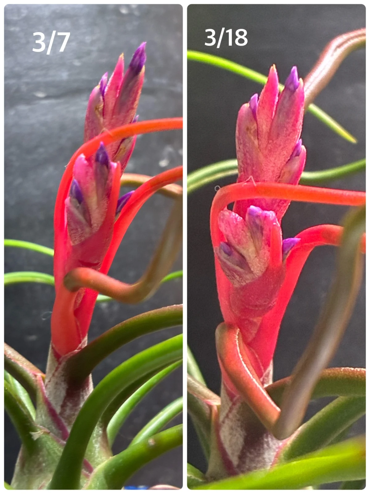 ティランジア　プルボーサ神楽