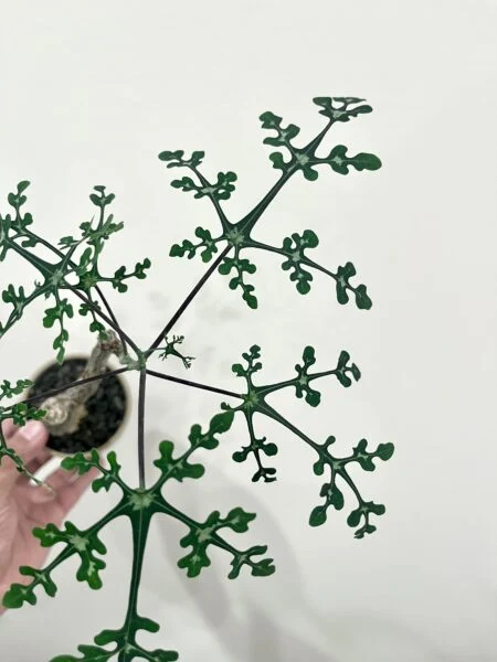 アデニア ペリエリ